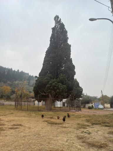 عکس سرو کهنسال هرزویل