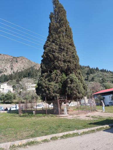 عکس سرو کهنسال هرزویل