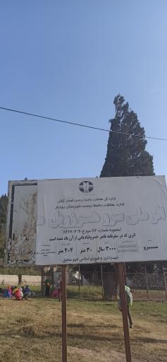 عکس سرو کهنسال هرزویل