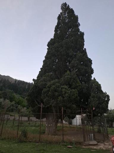 عکس سرو کهنسال هرزویل
