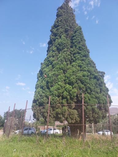 عکس سرو کهنسال هرزویل