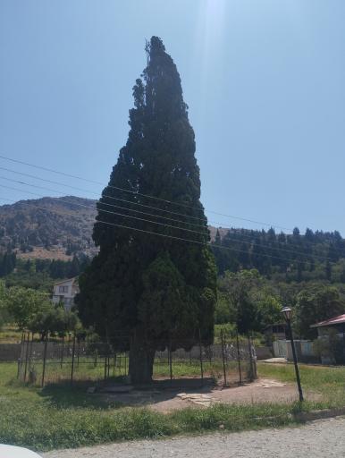 عکس سرو کهنسال هرزویل