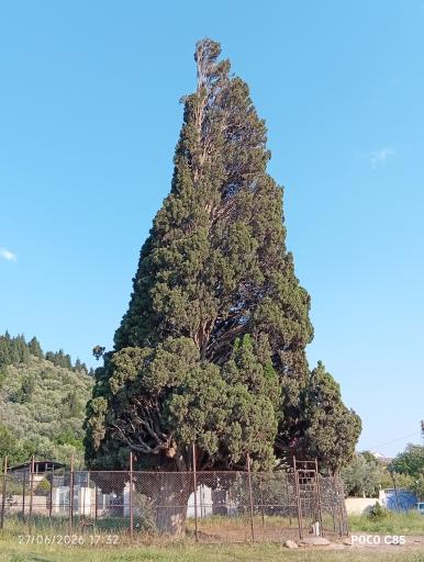 عکس سرو کهنسال هرزویل