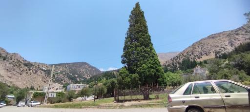 عکس سرو کهنسال هرزویل