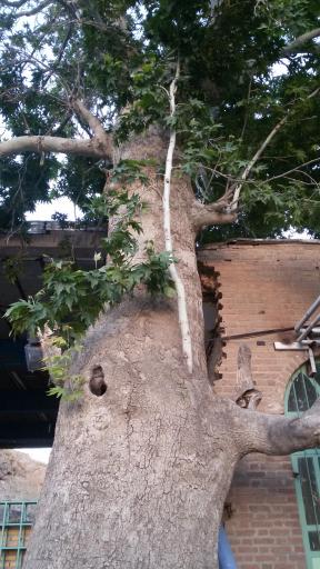 عکس درخت چنار باراجین