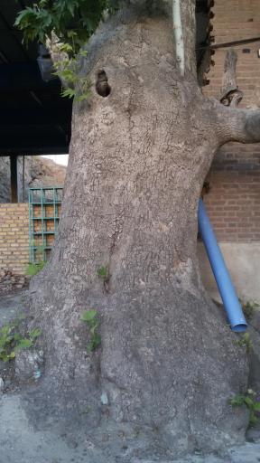 عکس درخت چنار باراجین