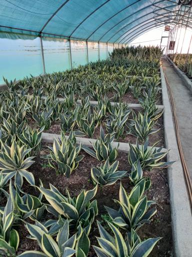 عکس گلخانه اسکندر نورانی