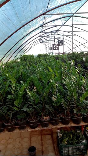 عکس گلخانه اسکندر نورانی