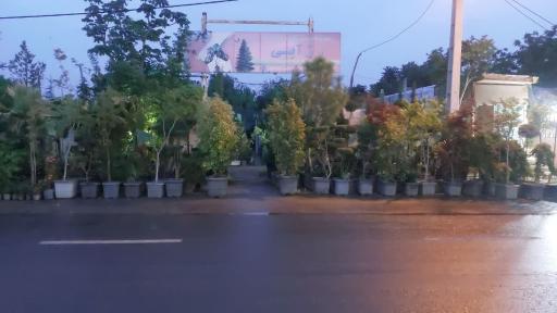 عکس گلخانه رز آبی