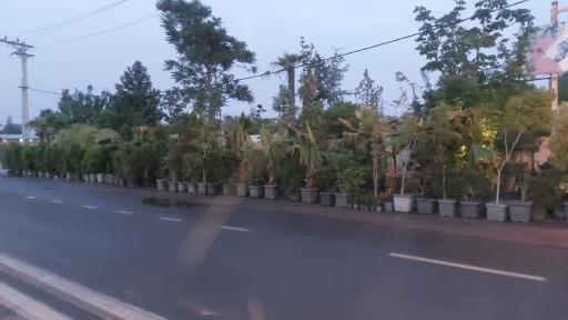 عکس گلخانه رز آبی