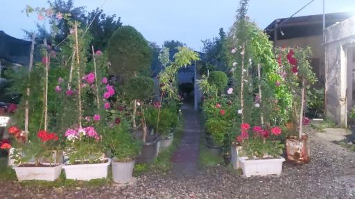 عکس گلخانه رز آبی