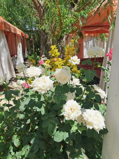 عکس باغ رستوران رز
