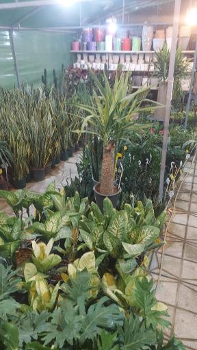 عکس گلخانه اکسیژن 