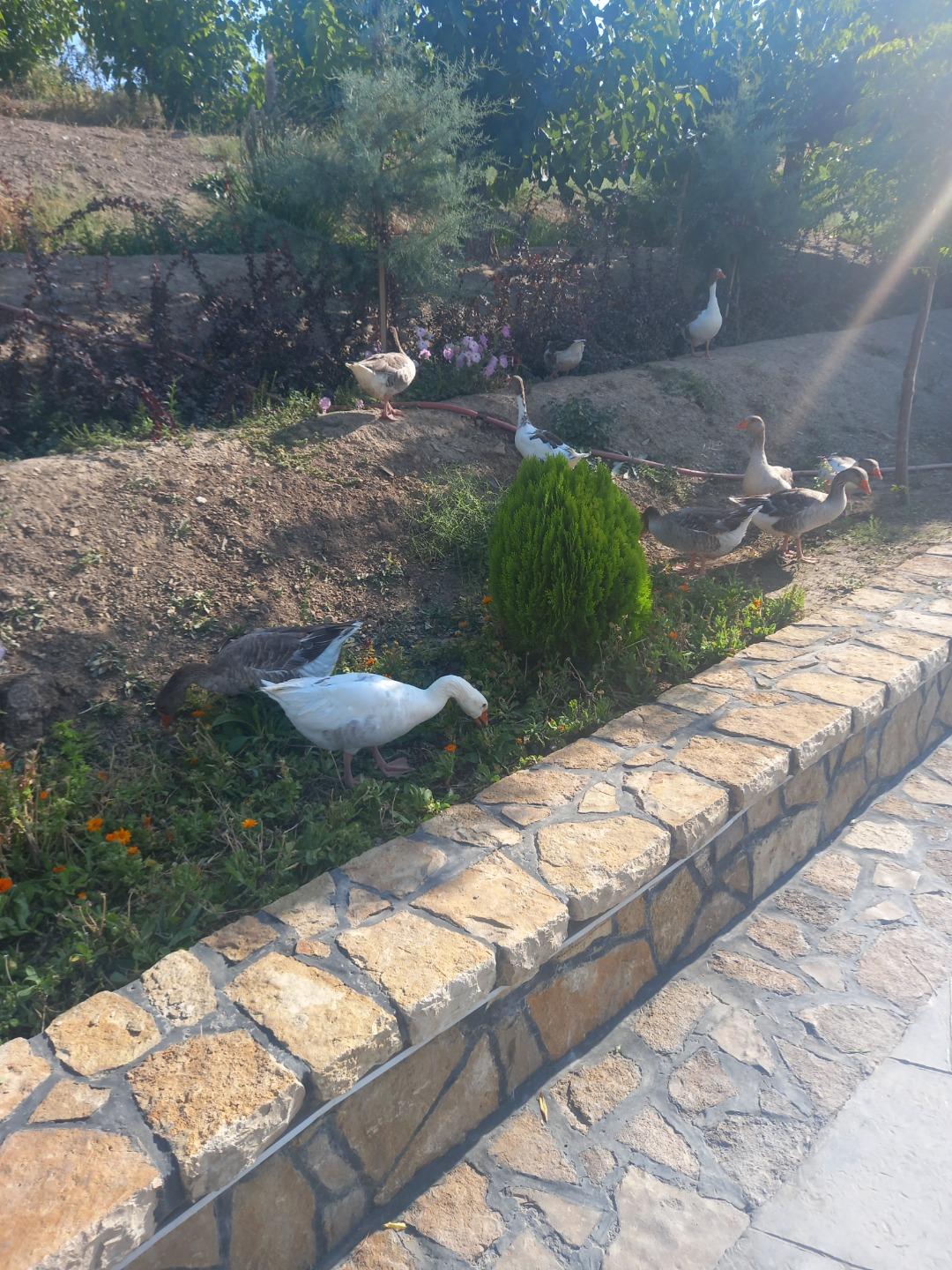 عکس مجموعه تفریحی توریستی چالیدره