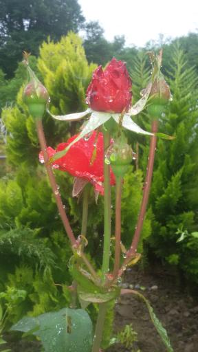 عکس بوستان اکرمی