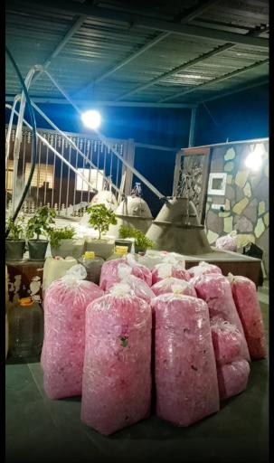 عکس گلاب‌گیری سنتی و باغ گل میراث گل کعبه