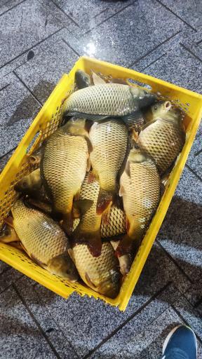 عکس ماهی سرای رستمی