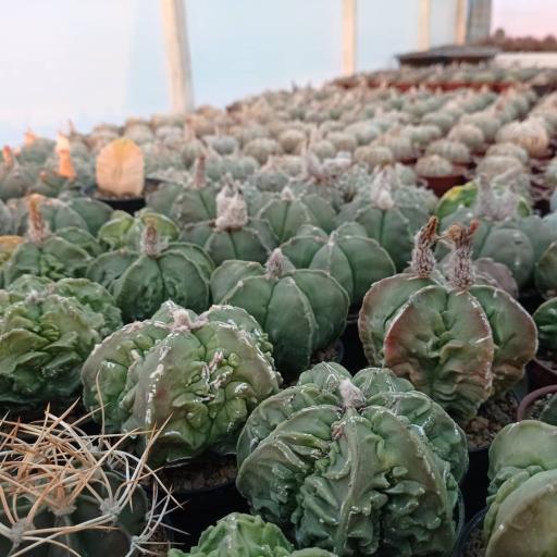 عکس آرتا کاکتوس اردبیل