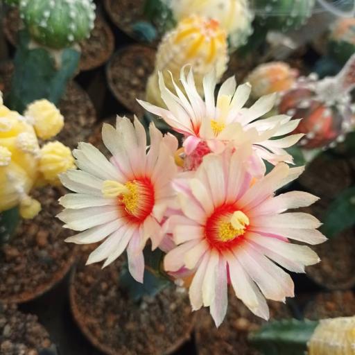 عکس آرتا کاکتوس اردبیل