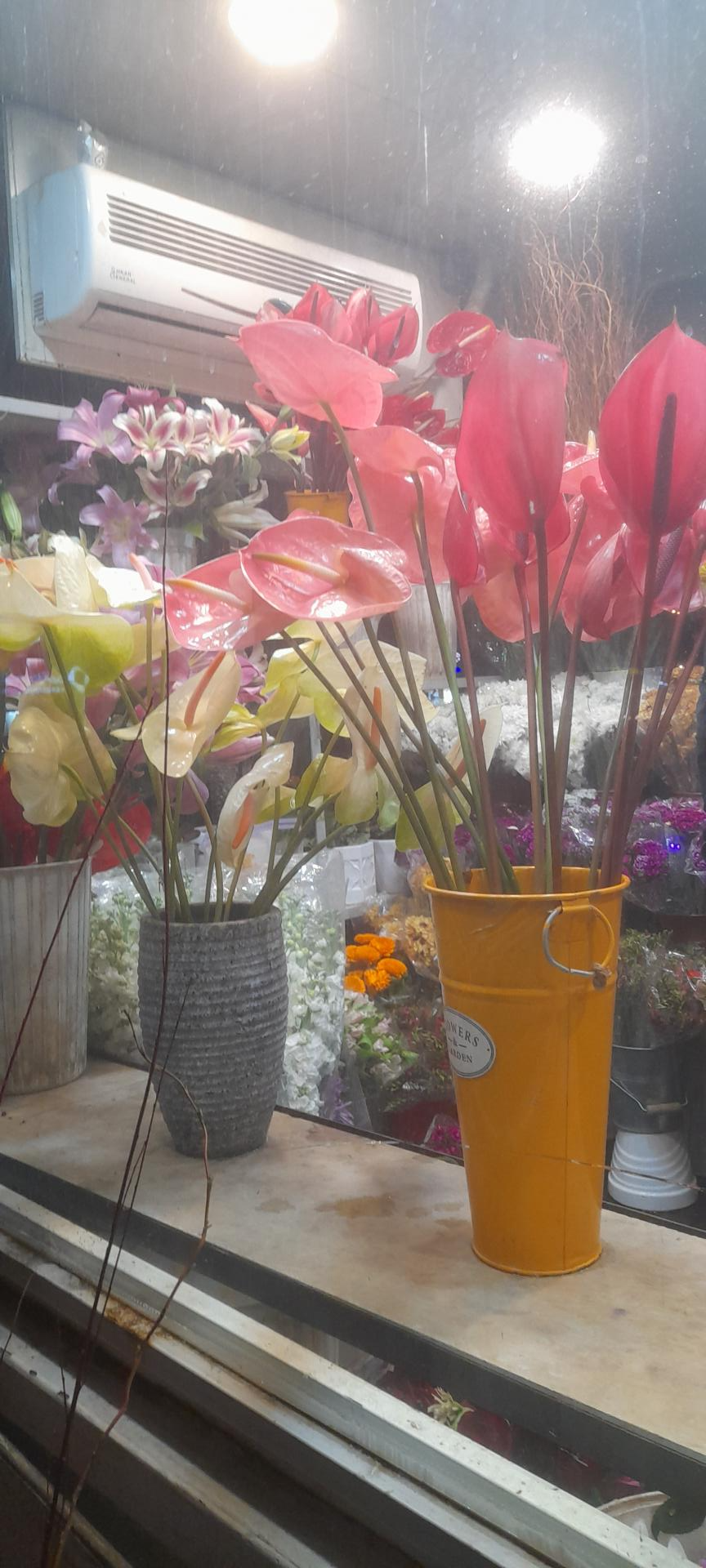 عکس گل رضوان