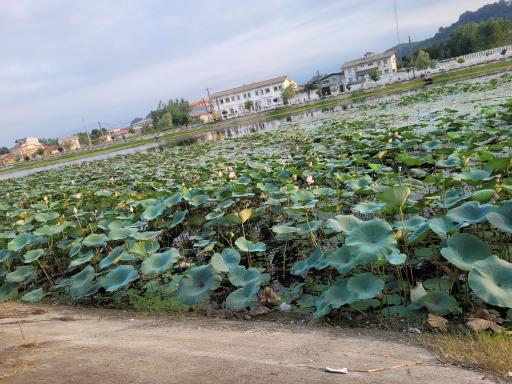 عکس استخر بزرگ کومله