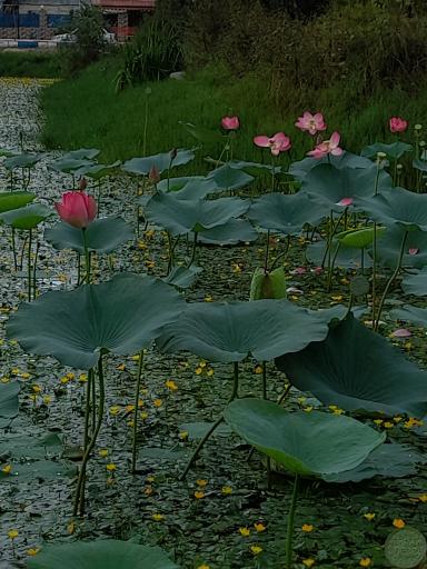 عکس استخر بزرگ کومله