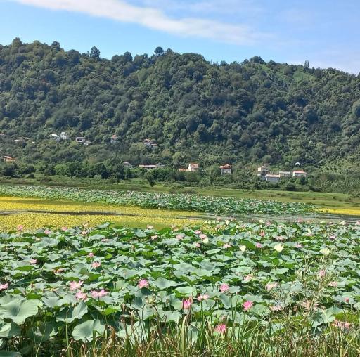 عکس استخر بزرگ کومله