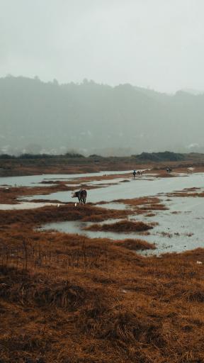 عکس استخر بزرگ کومله