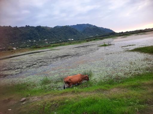 عکس استخر بزرگ کومله