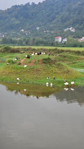 عکس استخر بزرگ کومله