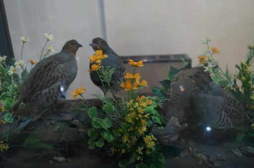 عکس موزه تاریخ طبیعی اردبیل