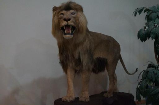 عکس موزه تاریخ طبیعی اردبیل