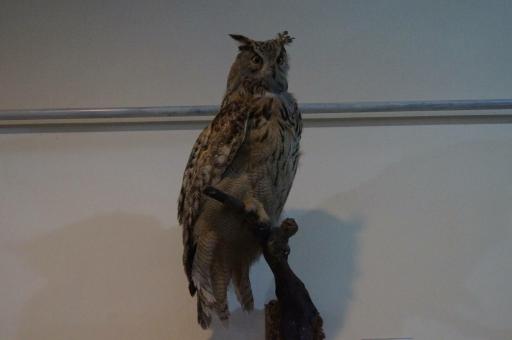 عکس موزه تاریخ طبیعی اردبیل