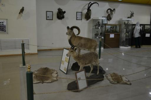 عکس موزه تاریخ طبیعی اردبیل