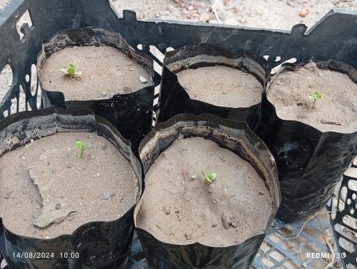 عکس گلخانه سنتی اسامه 