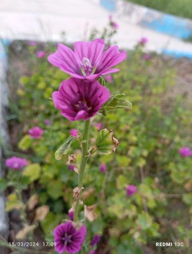 عکس گلخانه سنتی اسامه 