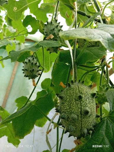 عکس گلخانه سنتی اسامه 