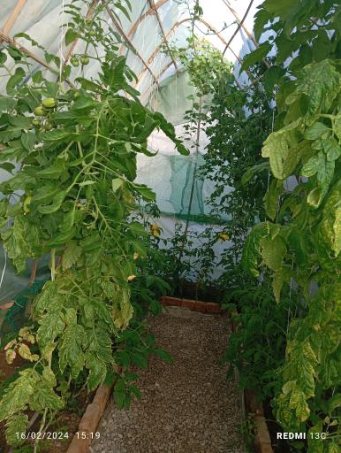 عکس گلخانه سنتی اسامه 