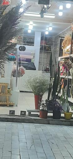 عکس گل سرای گل نرگس