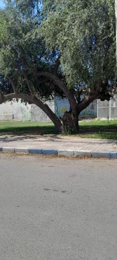 عکس پارک(کنارمسجد)