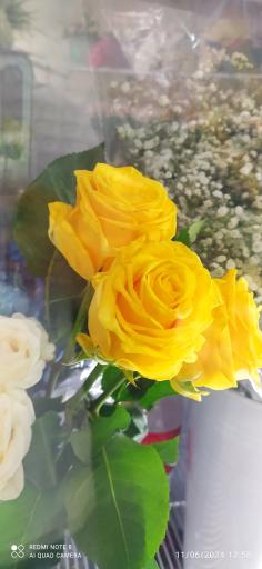 عکس گلسرای رزلند