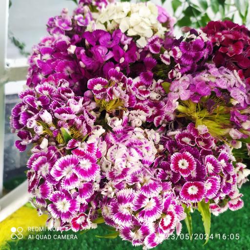 عکس گلسرای رزلند