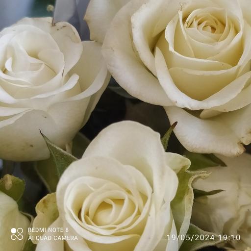 عکس گلسرای رزلند