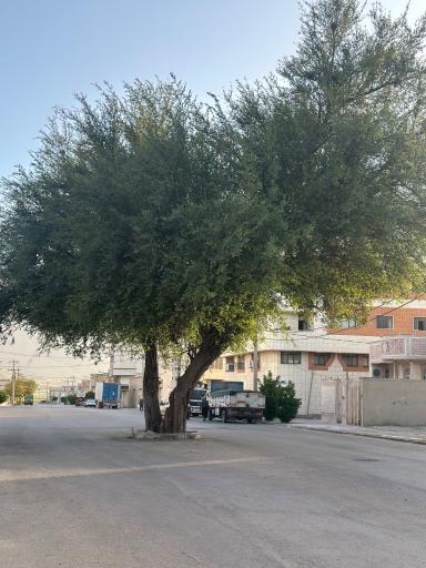 عکس درخت کنار با قدمت تاریخی