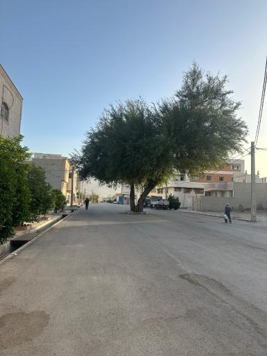 عکس درخت کنار با قدمت تاریخی