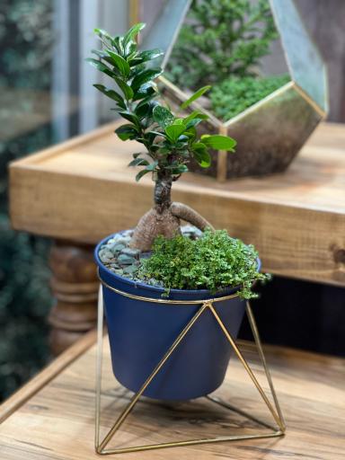 عکس هینا گل 