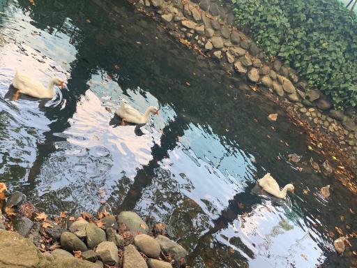 عکس هتل بین المللی اسپیناس آستارا