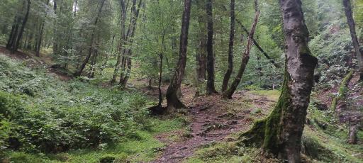 عکس سفید چشمه