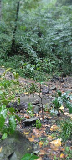 عکس سفید چشمه