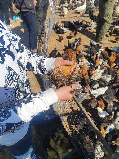 عکس چهارشنبه بازار هشترود